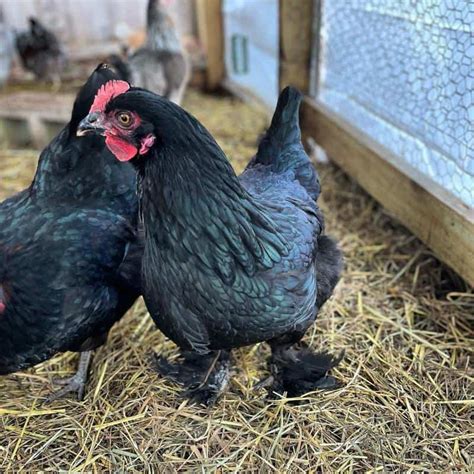 mystic maran chicken|are mystic marans good for you.